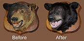 bear mount restoration work